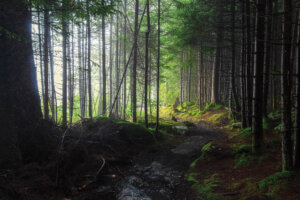 West Virginia’s Old Growth Forests