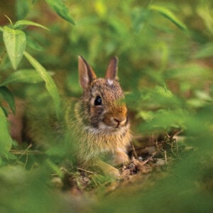 Snowshoe Secrets and Cottontail Tales