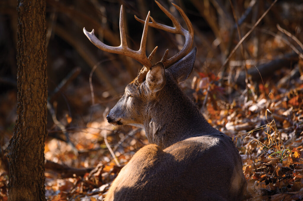 A white-tailed deer buck lounges in the sunshine as Evert carefully snaps photos.