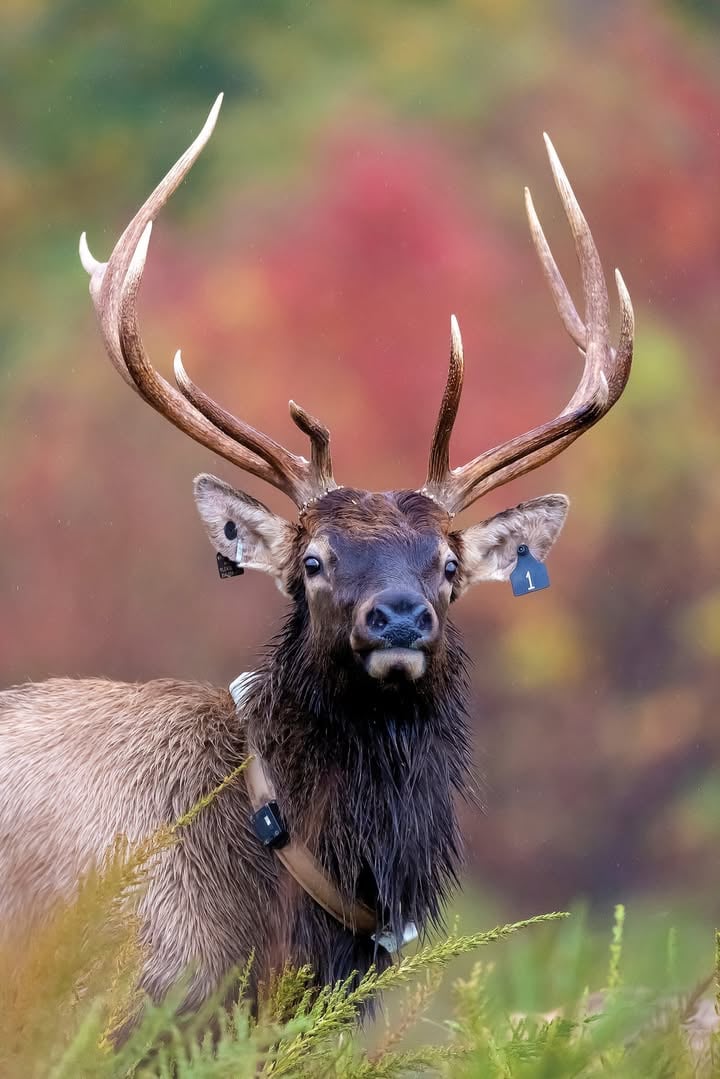 Wonderful West Virginia Magazine